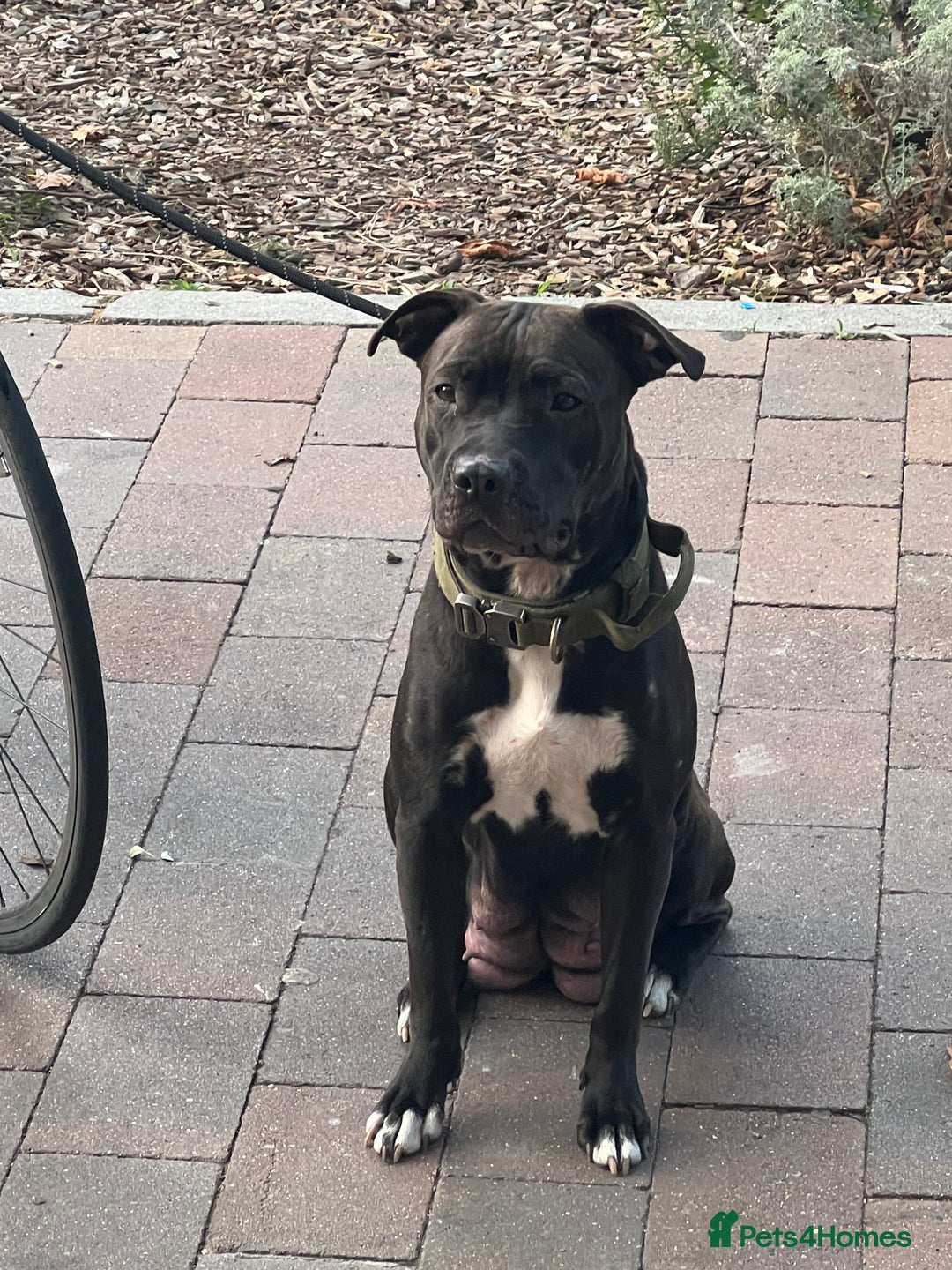 Staffordshire Bull Terrier dogs for sale: Beautiful mixstaffy looking for a forever home - Image 12