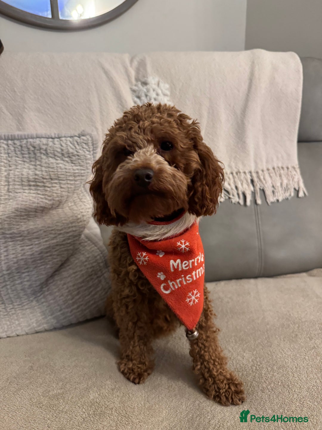 Miniature Poodle dogs for stud: Miniature Poodle Stud  - Advert 1