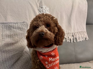 Miniature Poodle dogs Miniature Poodle Stud - Advert 20