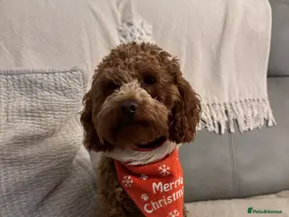 Miniature Poodle dogs Miniature Poodle Stud - Advert 6