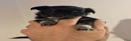 Chihuahua dogs for sale: 3 Long-Haired Mini Chihuahua Puppies – Deer Head in Holywood - Advert 9