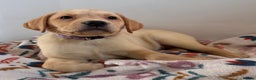 Labrador Retriever dogs for sale: Health tested pedigree labrador puppies - Advert 17