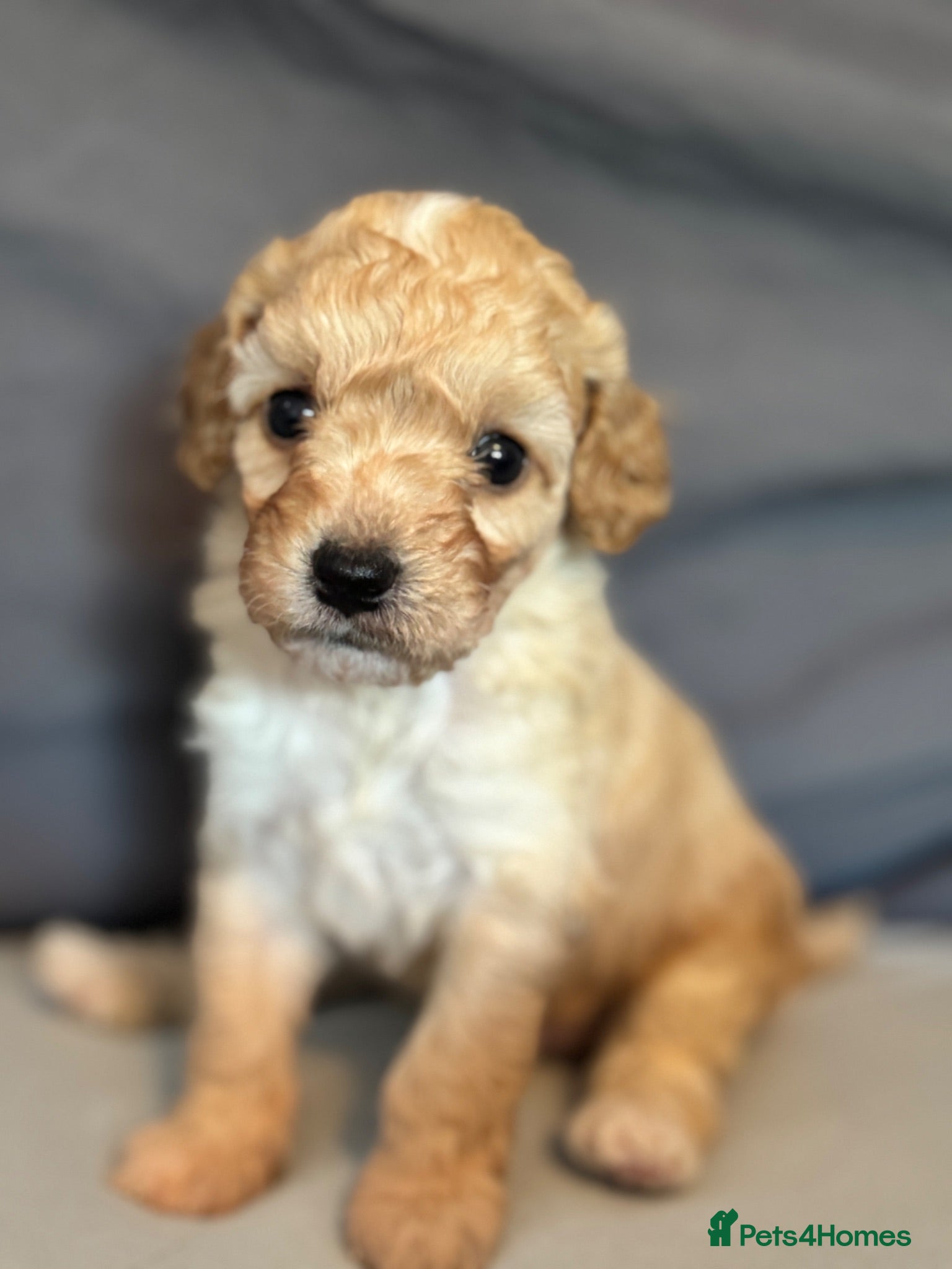 Cavapoochon dogs  Extensively health-tested parents 💫 - Advert 6