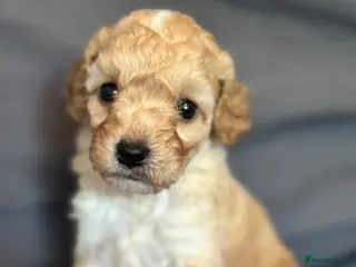 Cavapoochon dogs Extensively health-tested parents 💫 - Advert 6