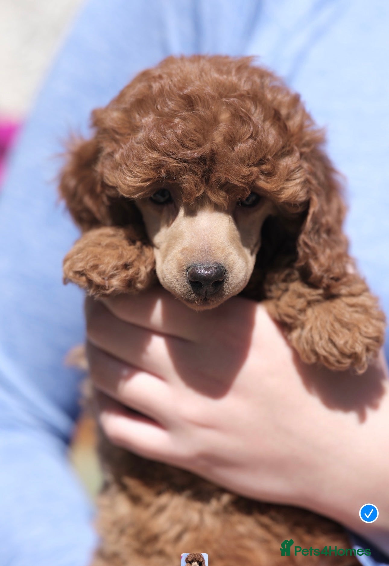 Miniature Poodle dogs KC Reg Miniature Poodles puppies   - Advert 1