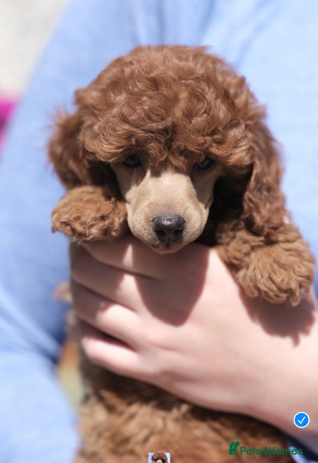 Miniature Poodle dogs for sale: KC Reg Miniature Poodles puppies   in Cookstown - Advert 1