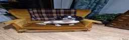 Cocker Spaniel dogs for sale: KC registered cocker spaniel puppies for sale - Advert 26