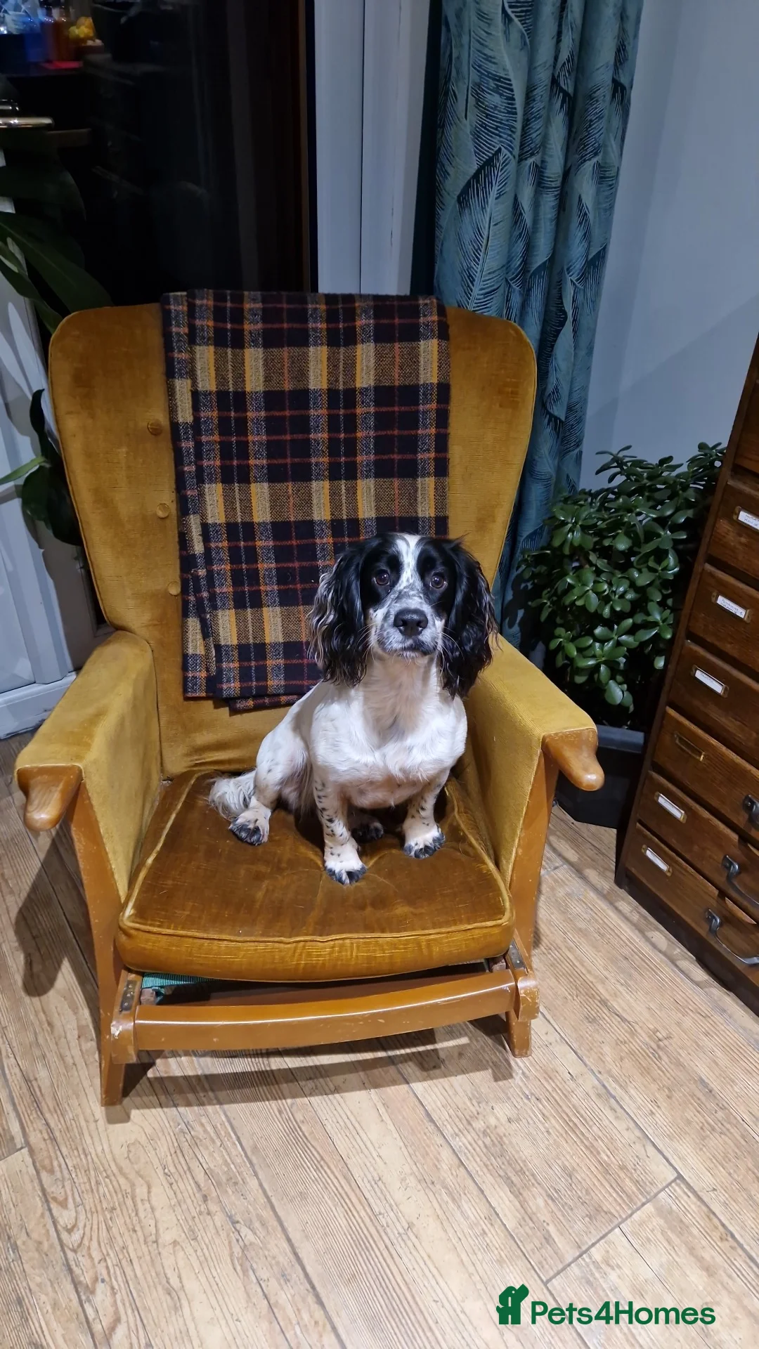 Cocker Spaniel dogs for sale: KC registered cocker spaniel puppies for sale - Advert 26
