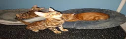 Bengal cats for sale: Stunning Bengal Kittens  - Advert 3