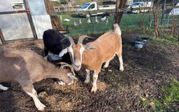 Goats livestock for sale: 3 Toggenburg Nanny Goats - Advert 2