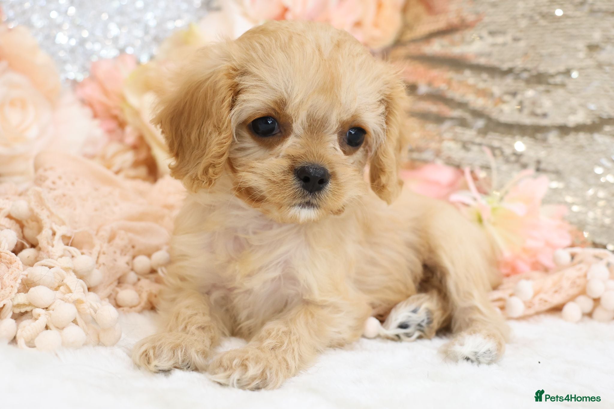 Cavapoo dogs Health Tested Cavapoo Puppies - Advert 10