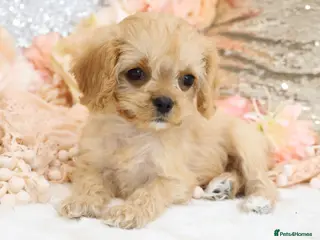 Cavapoo dogs Health Tested Cavapoo Puppies - Advert 13
