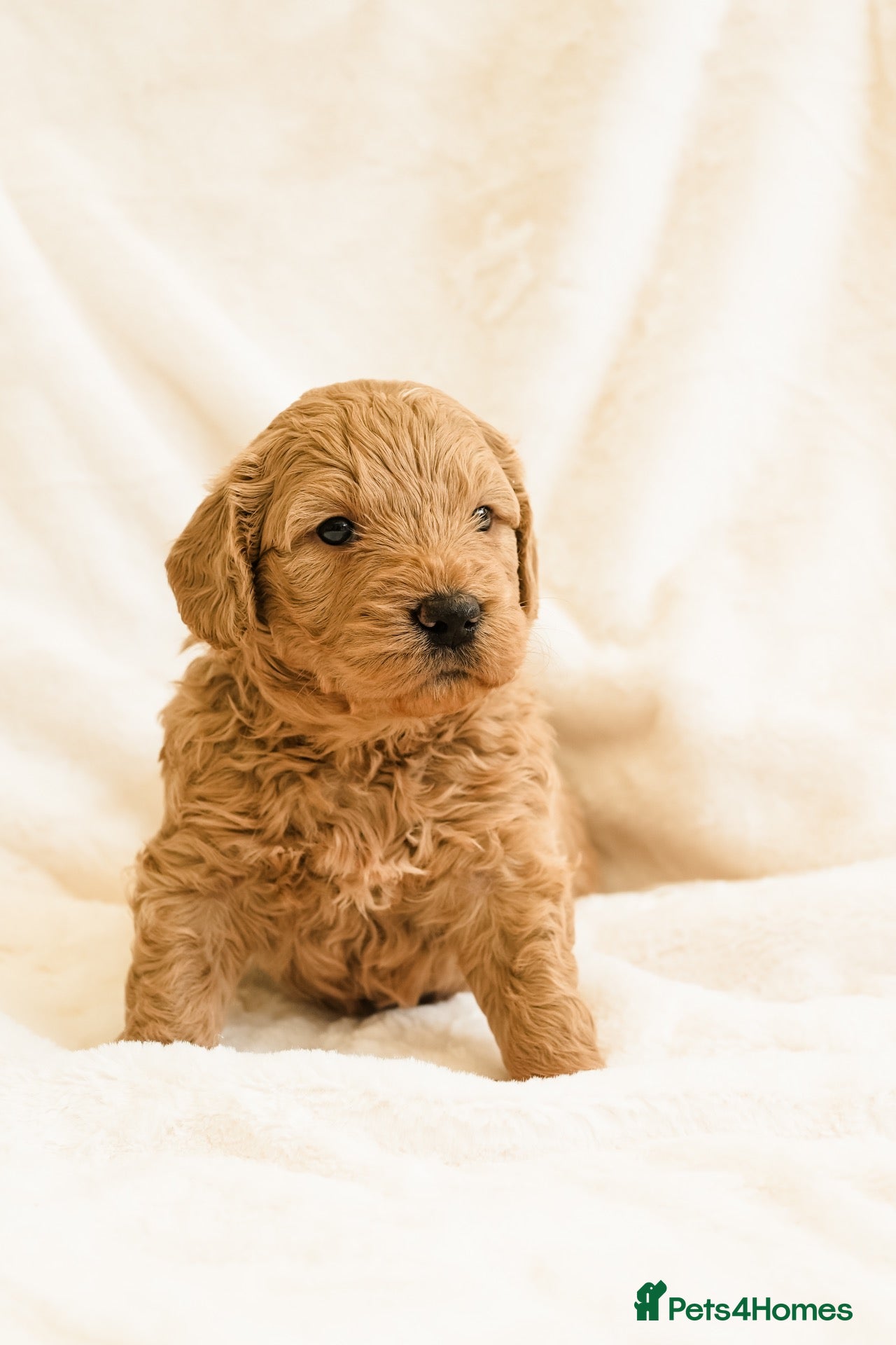 Mini Goldendoodle dogs F1 Miniature Goldendoodle’s - Advert 2