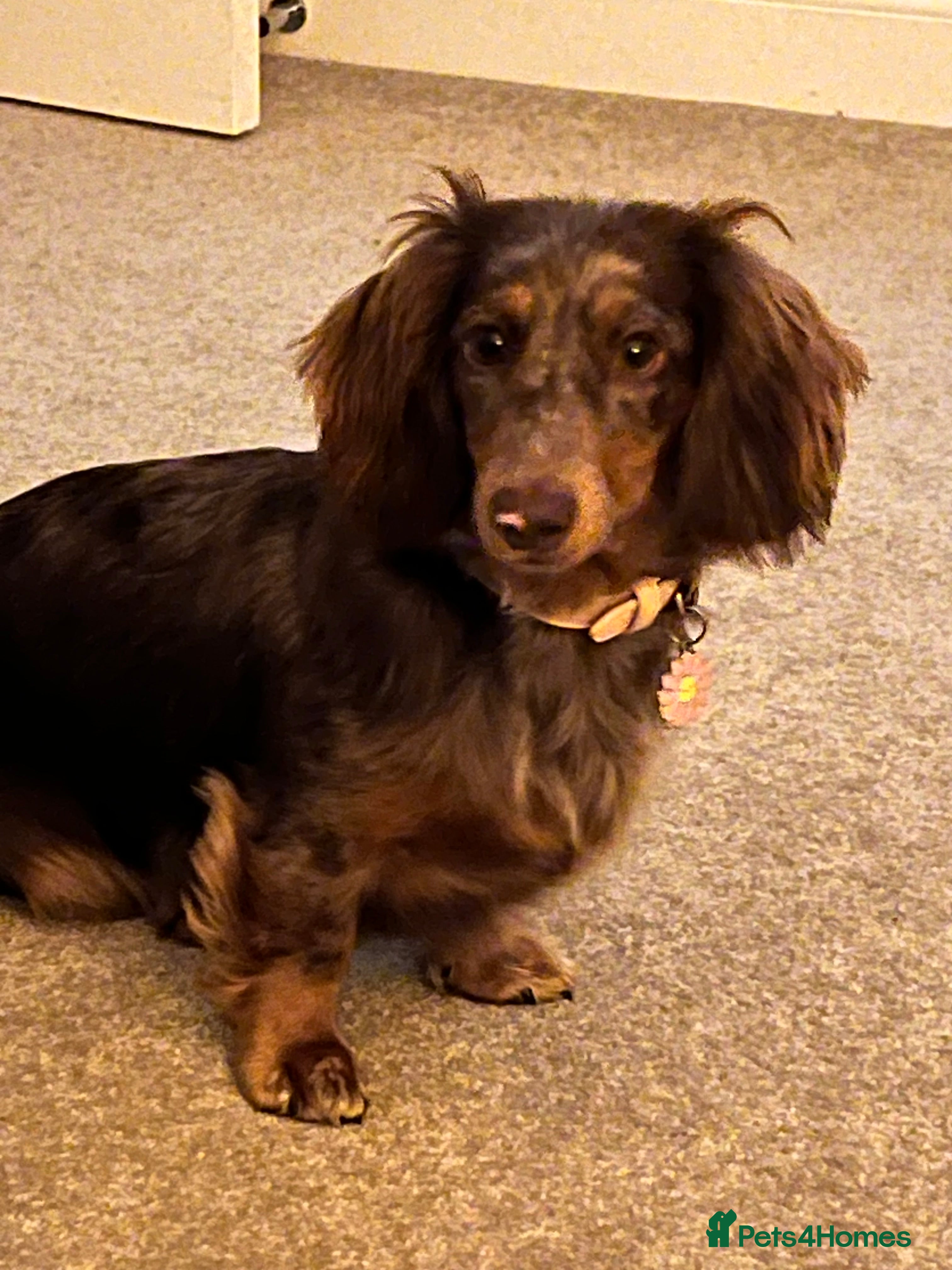Miniature Dachshund dogs Long haired mini daschunds  - Advert 7