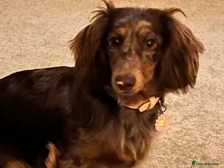 Miniature Dachshund dogs Long haired mini daschunds - Advert 7