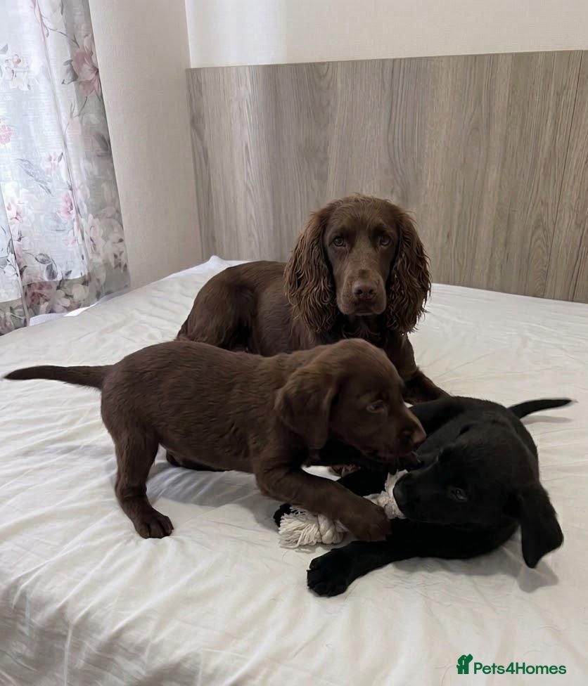 Cocker Spaniel dogs Cocker spaniel puppies - Advert 1