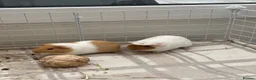 Guinea Pig rodents for sale: Pair of bonded baby female pigs for sale. - Advert 4