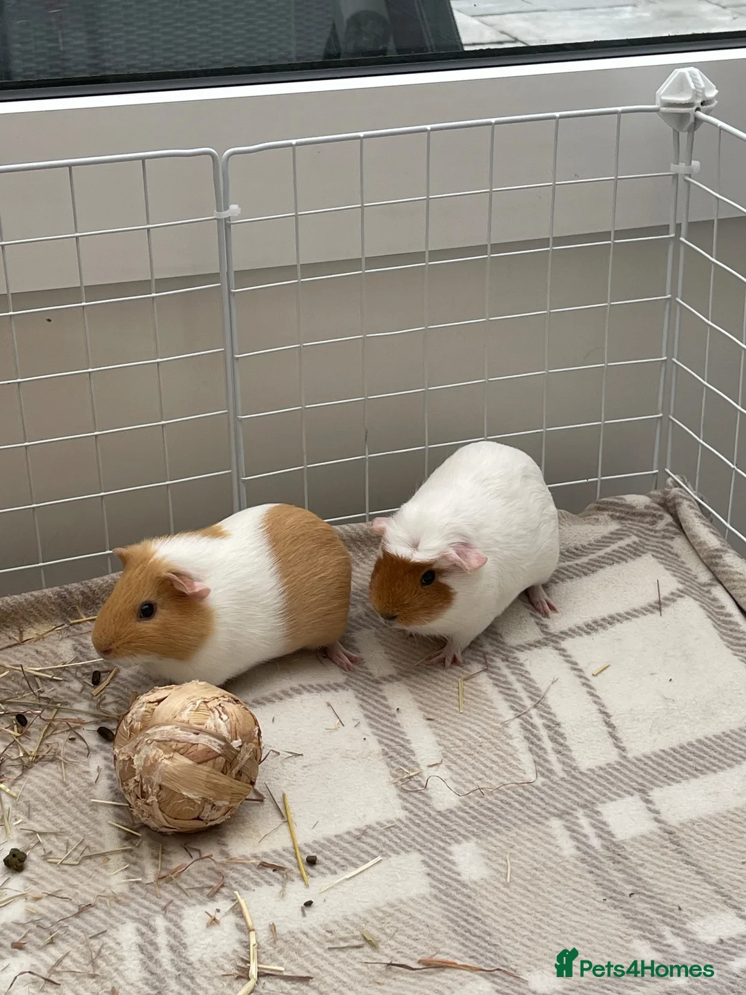 Guinea Pig rodents for sale: Pair of bonded baby female pigs for sale. - Advert 4