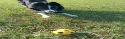 Border Collie dogs for sale: Looking for a forever home - Advert 17