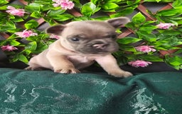 French Bulldog dogs for sale: Beautiful Blue French Bulldog  - Image 1
