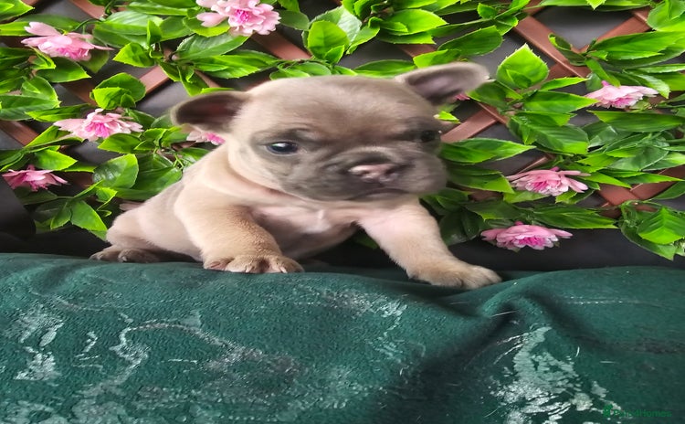 French Bulldog dogs - Advert 1