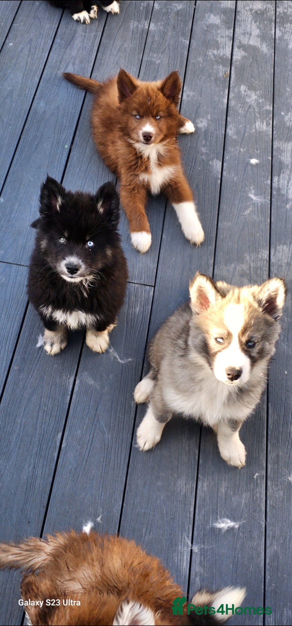 Siberian Husky dogs Ready to go ! Siberian Husky - Advert 1