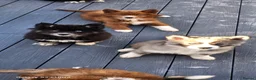 Siberian Husky dogs for sale: Ready to go ! Siberian Husky - Advert 1
