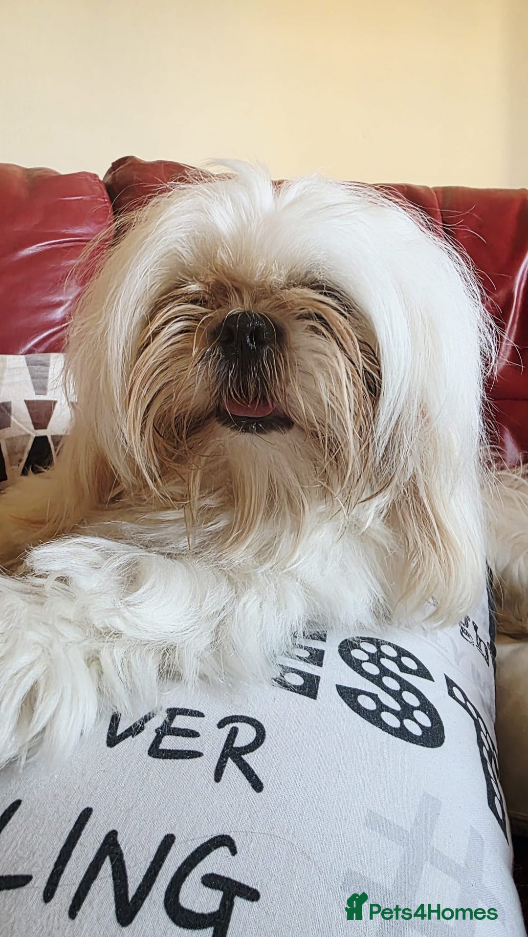 Shih Tzu dogs for stud: KC Registered STUD Shih Tzu | Proven Lineage - Advert 3