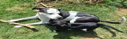 Mixed Breed dogs for sale: Cane corso x American bulldog  - Advert 11
