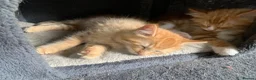 Mixed Breed cats for sale: 5 x Beautiful Fluffy Kittens Ready For New Homes  - Advert 6