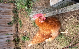 Chickens poultry for sale: Healthy, Happy ISA Brown Hen - Image 2