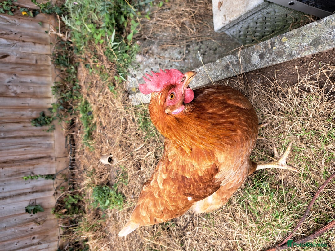 Chickens poultry for sale: Healthy, Happy ISA Brown Hen - Image 2