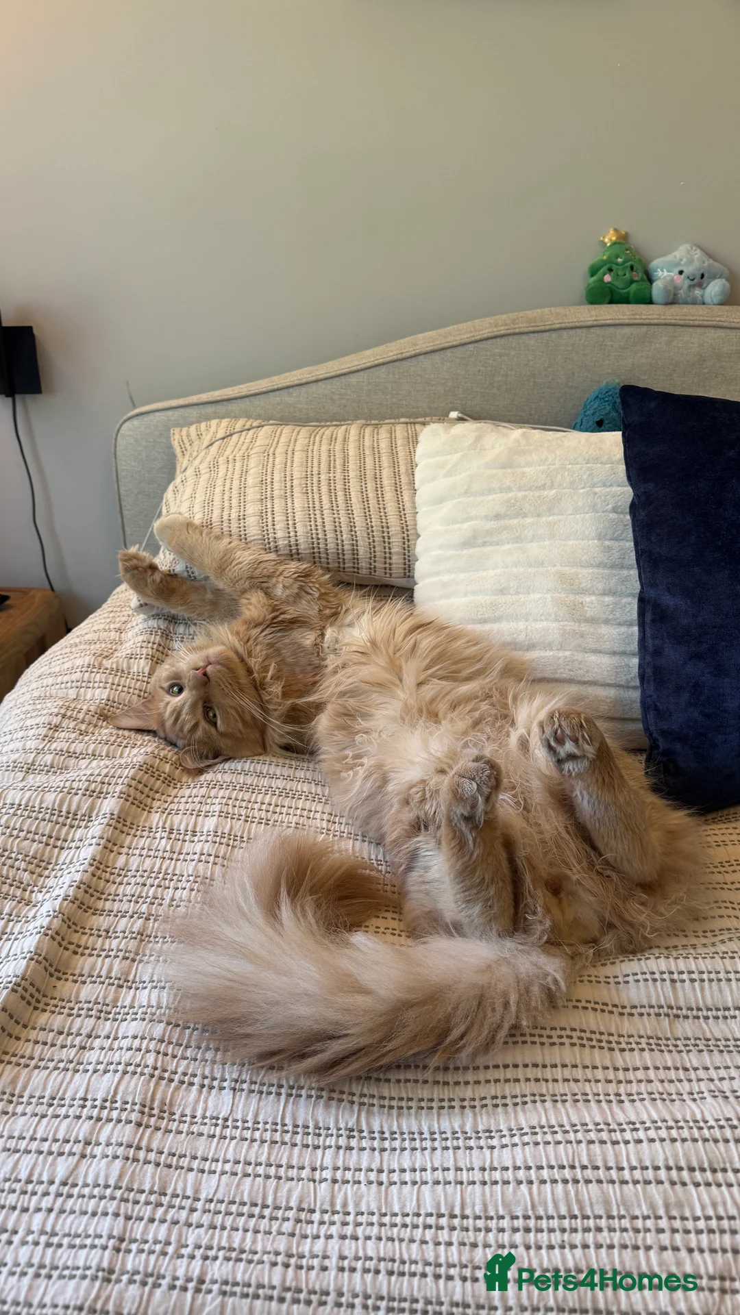 Maine Coon cats for sale: Custard - Advert 4
