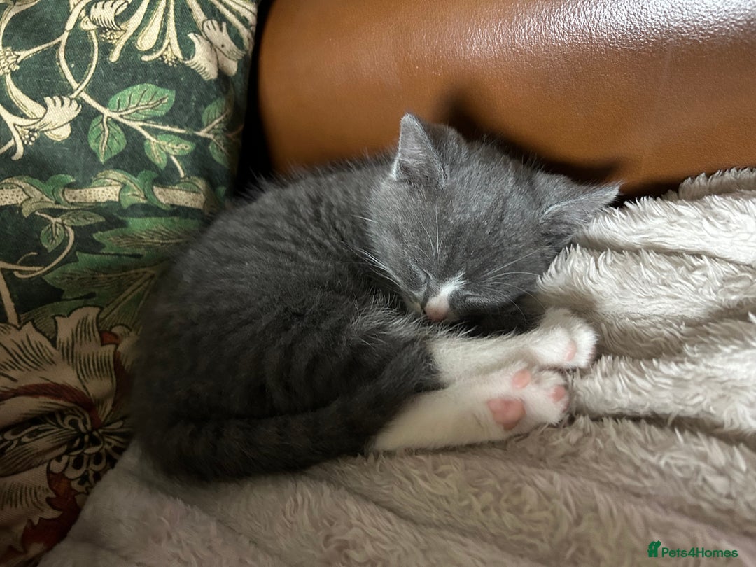 British Shorthair cats for sale: British blue  - Image 3