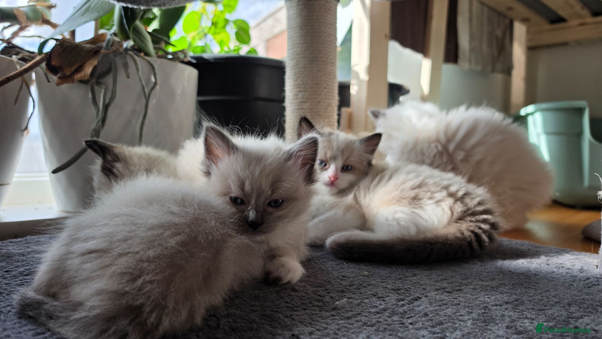 Ragdoll cats Gorgeous Ragdoll ready to leave 25 July - Advert 2