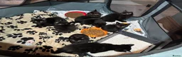 Mixed Breed cats for sale: Mixed gender black kittens for sale  - Advert 14