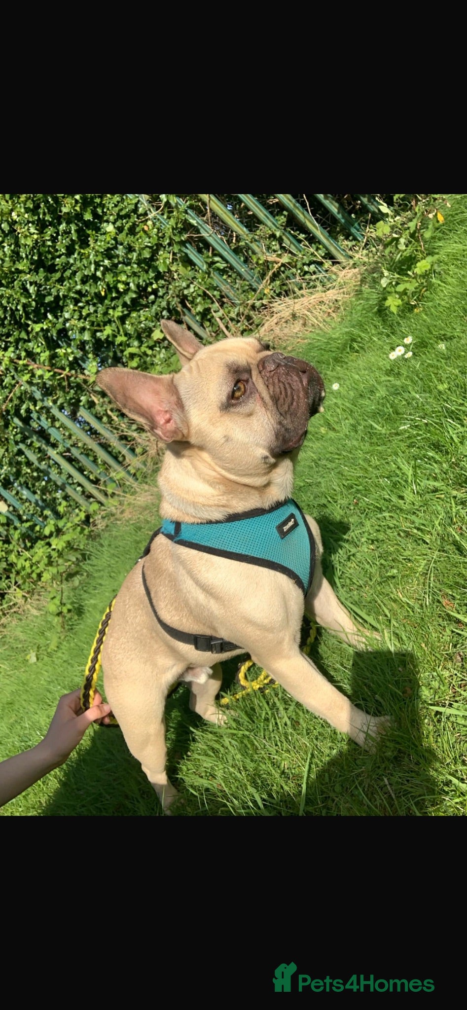 French Bulldog dogs 🐾3yr Old Frenchie looking for his forever home🐾 - Advert 1
