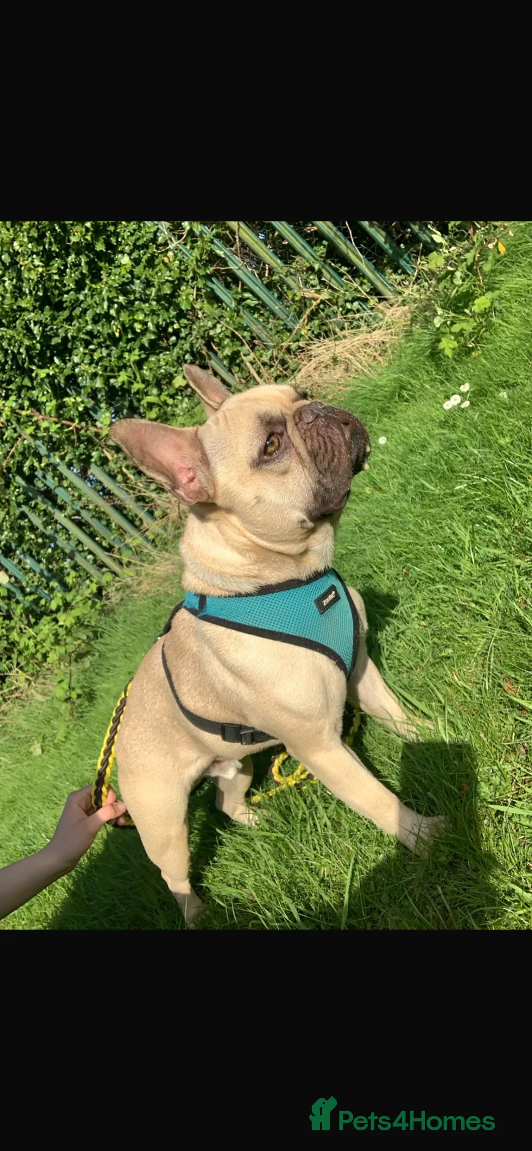French Bulldog dogs for sale: 🐾3yr Old Frenchie looking for his forever home🐾 - Advert 1