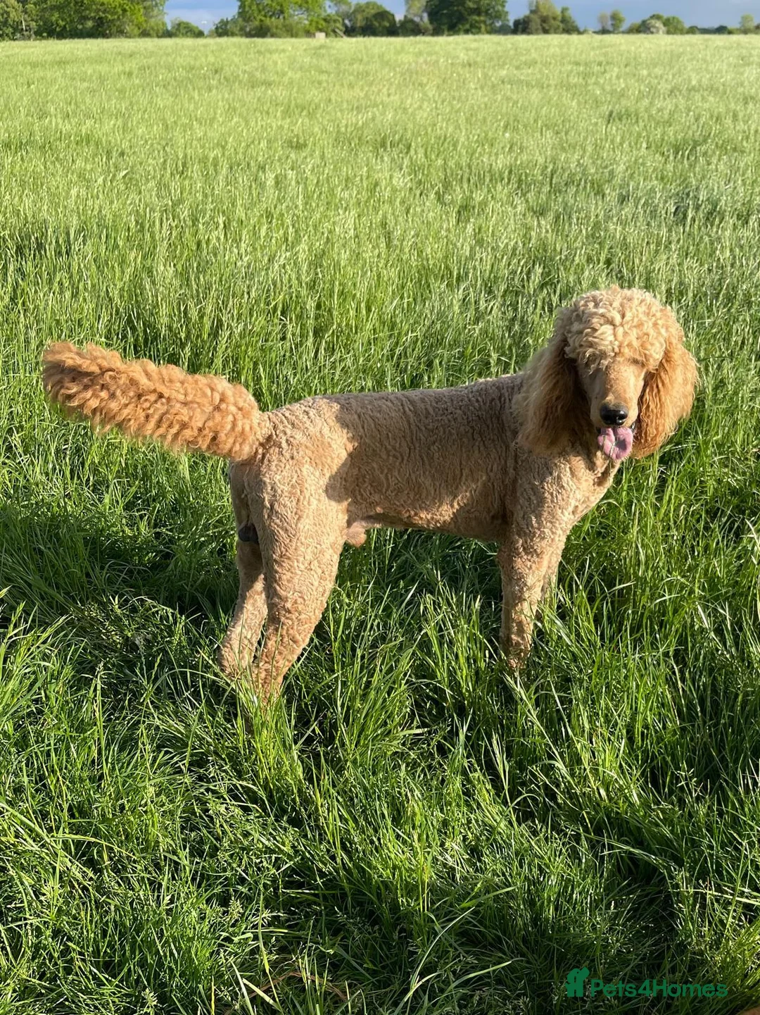 Standard Poodle dogs for stud: Hugo - KC Registered Red Standard Poodle  - Advert 1