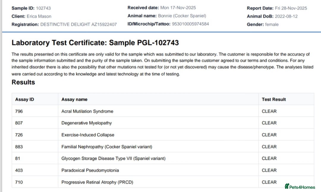 Cockapoo dogs for sale: Beautiful cockapoo puppies hereditary clear - Advert 5