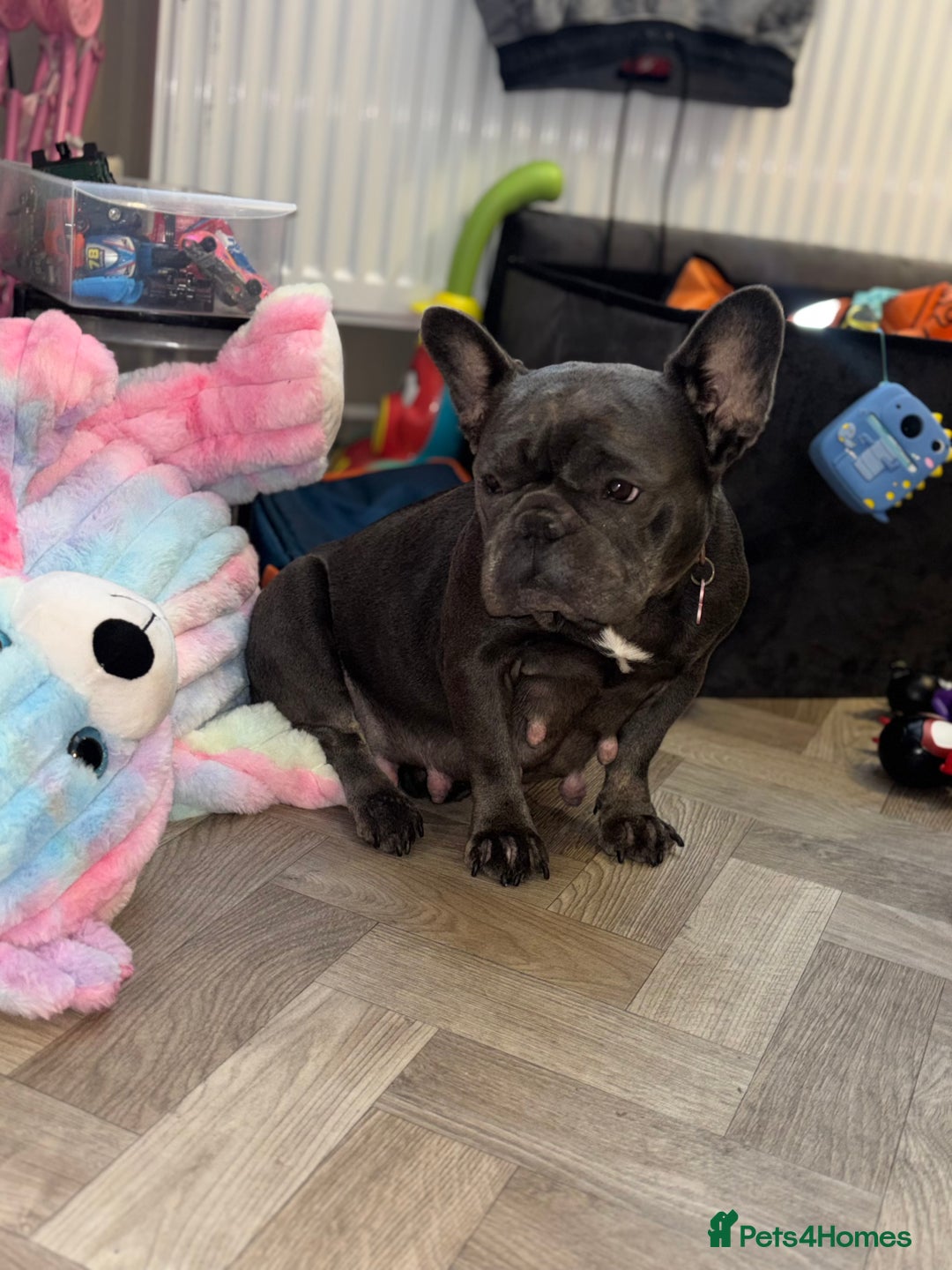 French Bulldog dogs for sale: Mini bulls - Advert 13