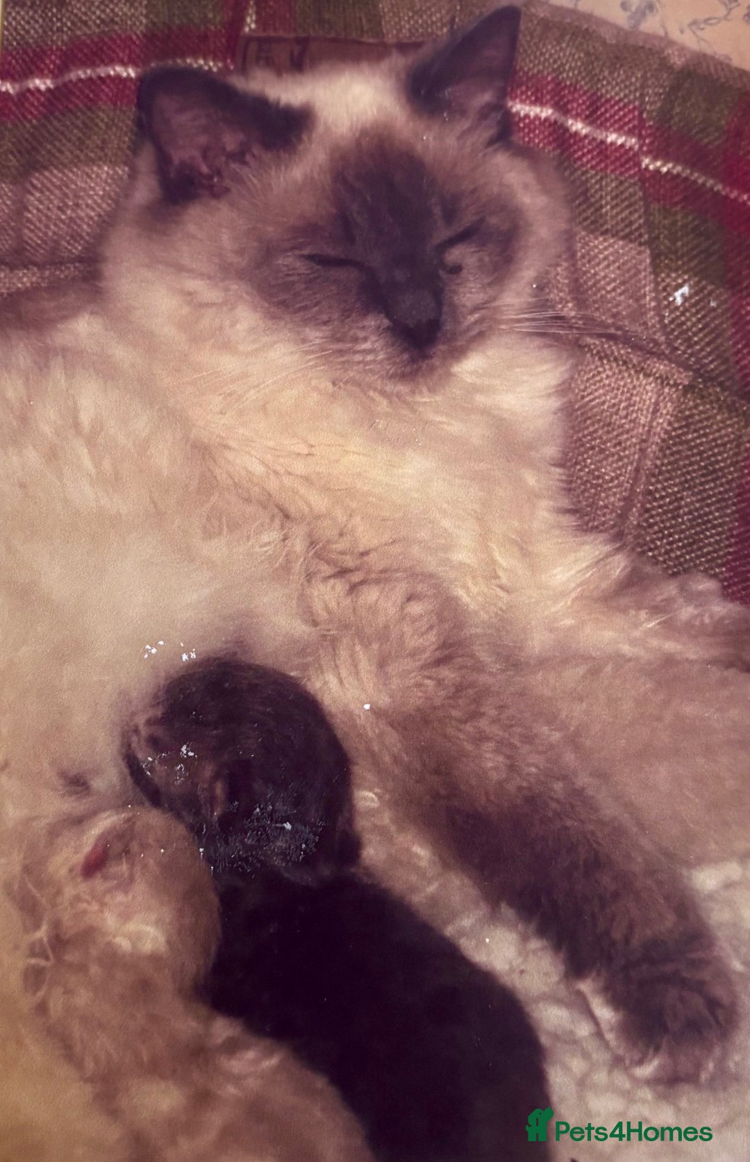 Ragdoll cats for sale: Beautiful Ragdoll kittens - Image 5