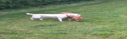 Labrador Retriever dogs for sale: Beautiful Kennel Club Registered Labrador Puppies in Ayr - Advert 9