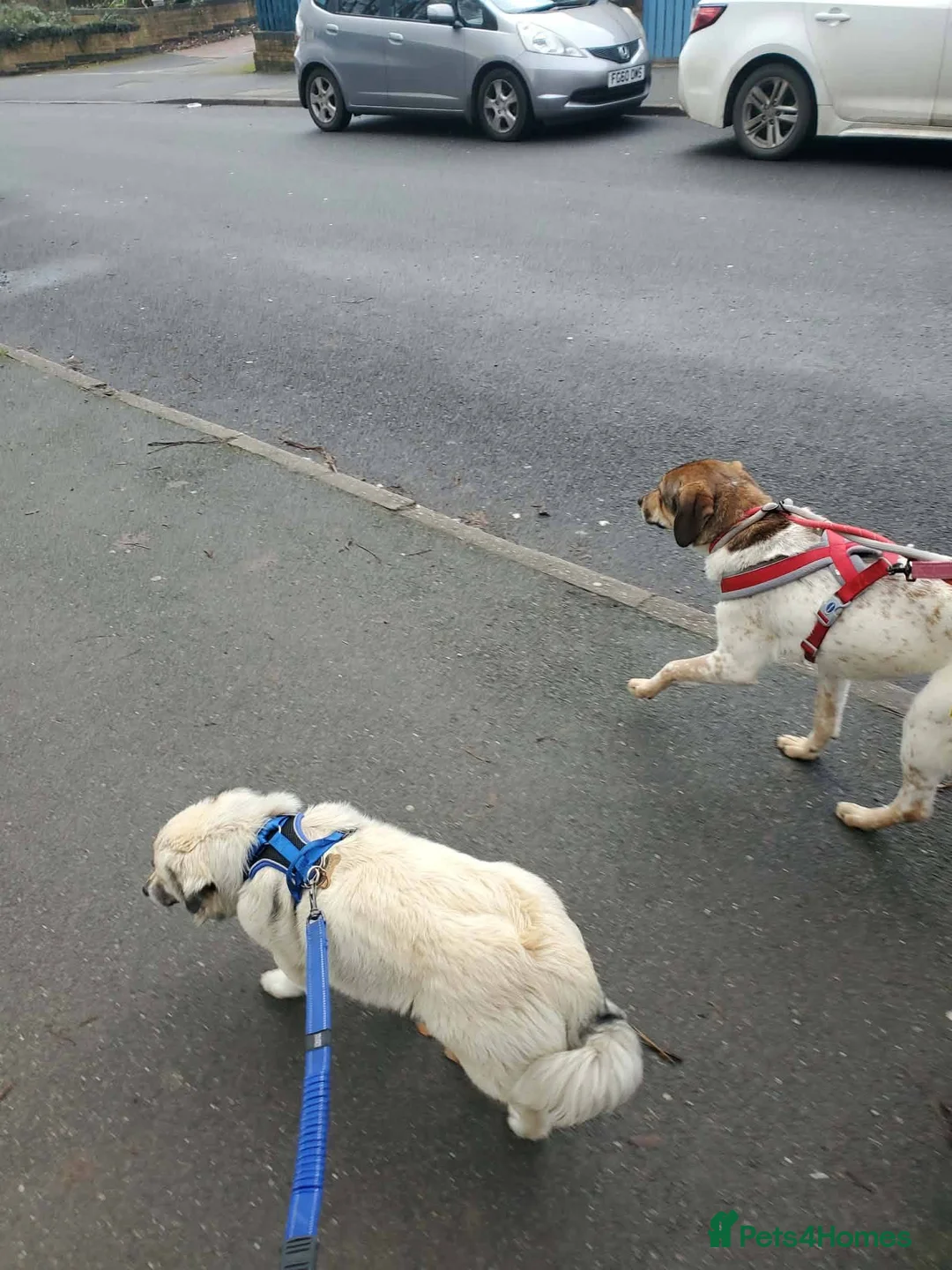 Mixed Breed dogs for adoption: Meet Nell, currently residing in Yorkshire  - Advert 8