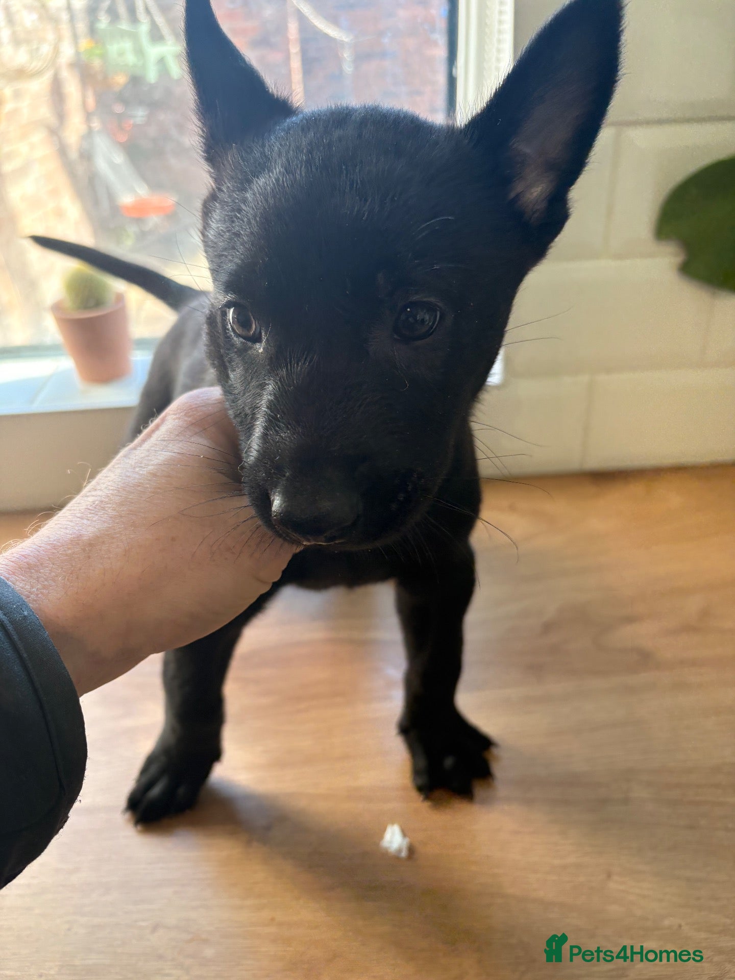 Belgian Shepherd Dog dogs **LAST 2 Rare BLACK Belgian Mallinois BItches** - Advert 2