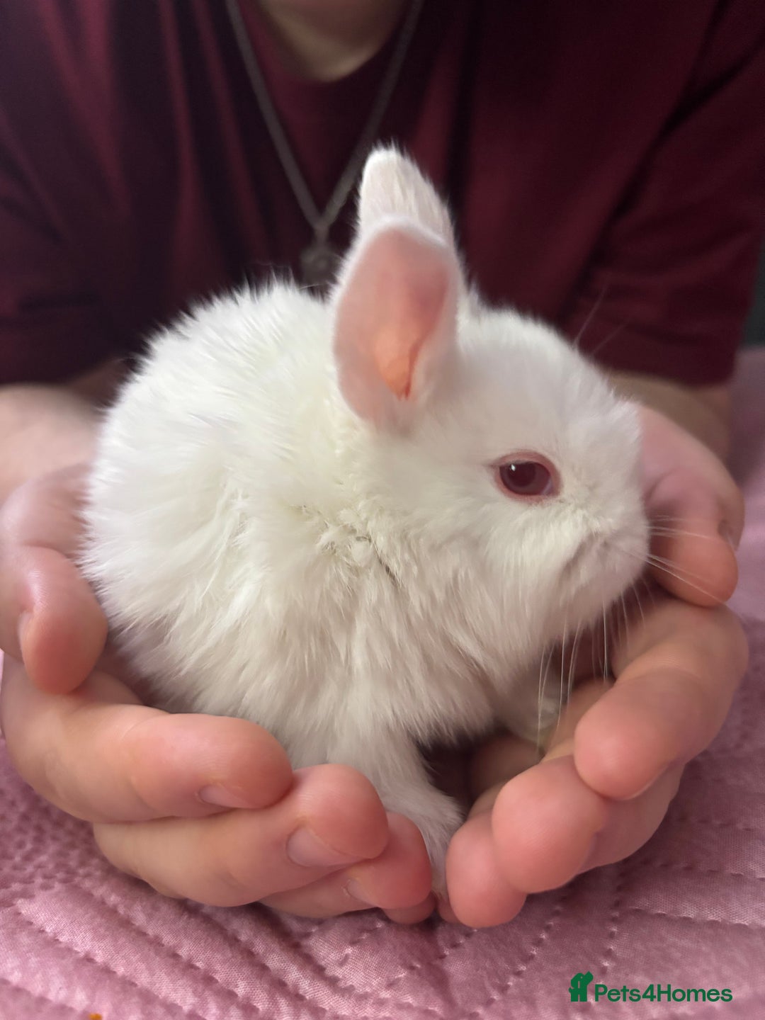 Mixed Breed rabbits for sale: 7 Gorgeous mixed dwarf hotot minilops  - Advert 12
