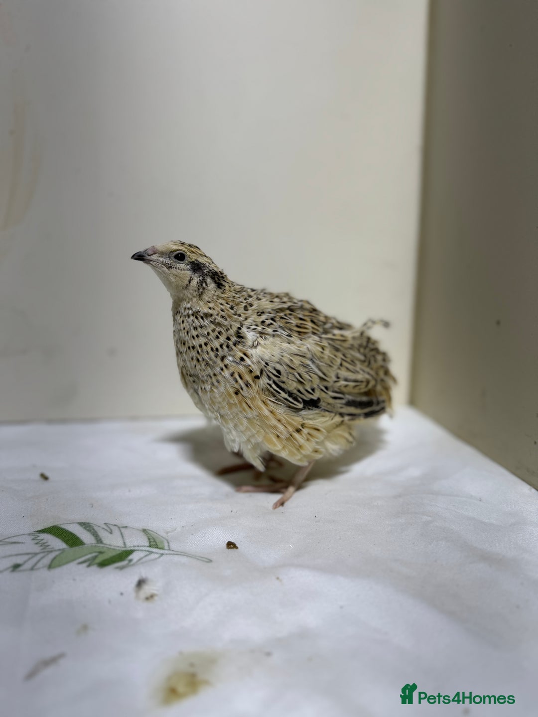 Quail poultry for sale: Quails females, males and chicks  - Advert 12