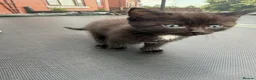 Mixed Breed cats for sale: Beautiful baby  - Advert 5