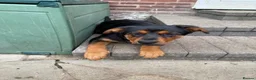 Rottweiler dogs for sale: Last 3 puppies of litter - Advert 14