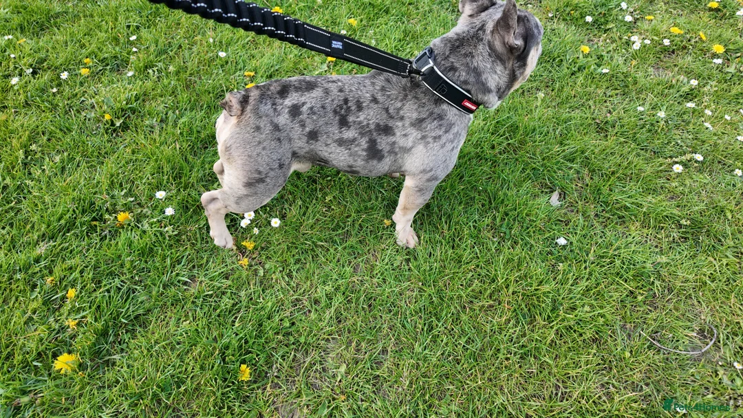 French Bulldog dogs for stud: Alfie moon Frenchie stud  - Advert 2